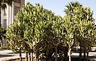 Euphorbia lactea at Obour by Hatem Moushir.jpg