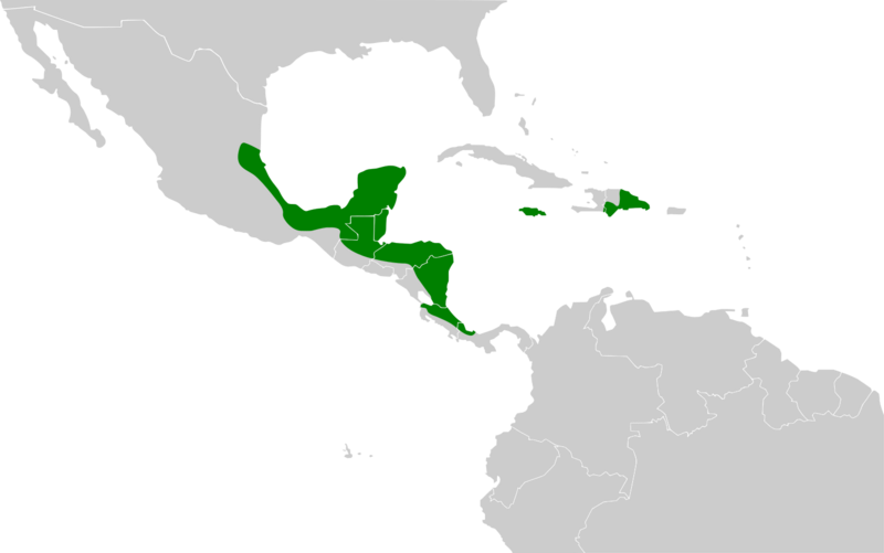 File:Eupsittula nana map.svg