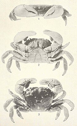 A diagram of different profiles of the Purple Shore Crab, including the front, bottom, and top views.