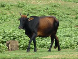 Female zebu cattle.JPG
