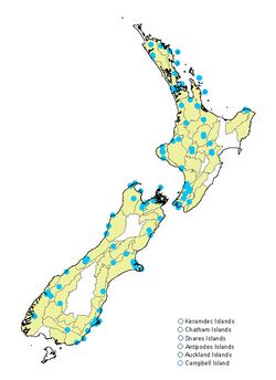 Feredayia graminosa collection locations map.jpg