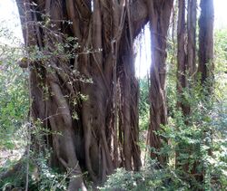 Ficus natalensis, lugwortels, Manie van der Schijff BT, a.jpg