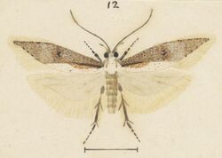 Fig 12 MA I437911 TePapa Plate-L-The-butterflies full (cropped).jpg