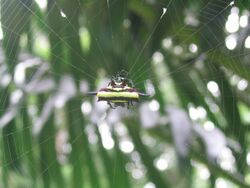 Gasteracantha fornicata.jpg