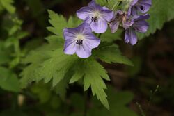 Geranium erianthum 8503.JPG