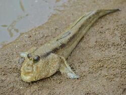 Giant Mudskipper (Periophthalmodon schlosseri) (15184970133).jpg