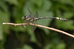 Gomphidia kodaguensis-Kadavoor-2016-06-15-003.jpg