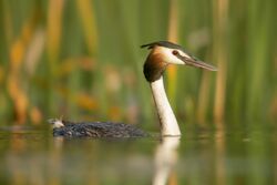 Great Crested Grebe 1 - Penrith.jpg