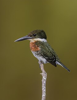 Green kingfisher (Chloroceryle americana septentrionalis) male 2.jpg