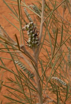 Grevillea roadverge-4.jpg