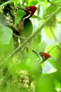Guayaquil Woodpecker.jpg