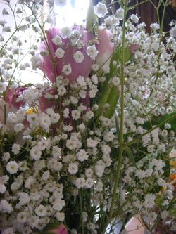 Gypsophila elegans.jpg