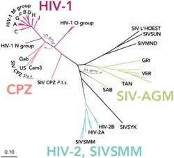 Phylogenetic tree of the SIV and HIV viruses