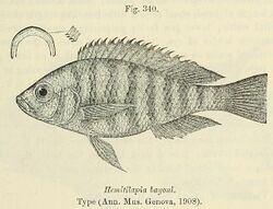 Haplochromis obliquidens.jpg