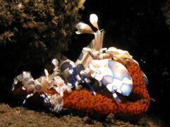 Harlequin Shrimps - Hymenocera Elegans.jpg
