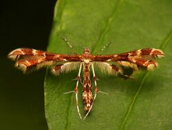 Himmelman's Plume Moth - Geina didactyla.jpg