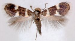 Holocacista capensis female.jpg