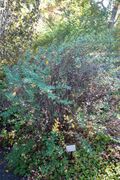 Hypericum forrestii - Quarryhill Botanical Garden - DSC03326.JPG