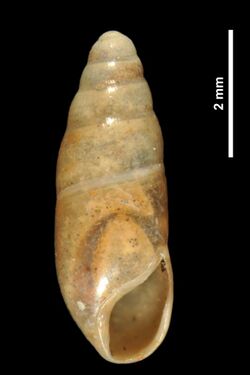 Hypnophila remyi (MNHN-IM-2010-13015).jpeg