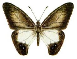 Hypocysta angustata angustata.jpg