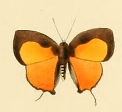 Hypomyrina nomenia1.JPG