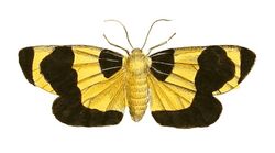 Illustrations of Exotic Entomology Arctia Menea.jpg