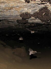 A handful of bats fly around in a dark cave