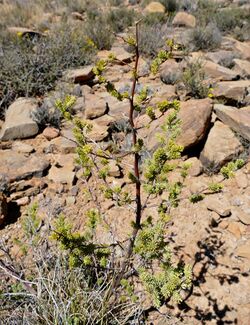 Katdoring (Asparagus mucronatus) (32629463712).jpg