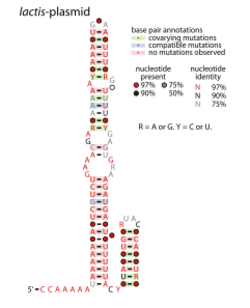 Lactis-plasmid-RNA.svg