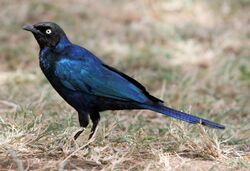 Lamprotornis purpuropterus Rueppell's Glossy Starling.JPG