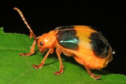 Larger Elm Leaf Beetle - Monocesta coryli, G. R. Thompson Wildlife Management Area, Linden, Virginia.jpg
