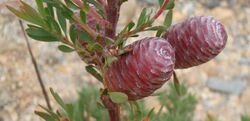 Leucadendron rourkei 60123225.jpg