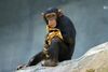 Lightmatter chimp.jpg