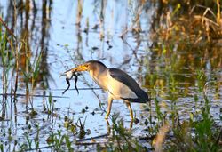 Little bittern (Ixobrychus minutus).JPG