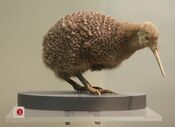 Little spotted kiwi, Apteryx owenii, Auckland War Memorial Museum.jpg