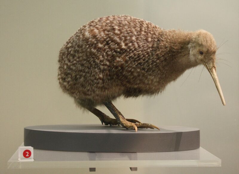 File:Little spotted kiwi, Apteryx owenii, Auckland War Memorial Museum.jpg