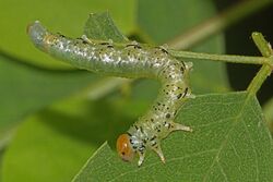 Locust Sawfly - Nematus tibialis larva, Leesylvania State Park, Woodbridge, Virginia.jpg