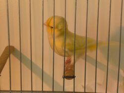 Male Australian Plainhead canary.jpg