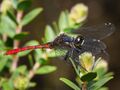 Male Nannophya-dalei Eastern-Pygmyfly.jpg