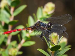 Male Nannophya-dalei Eastern-Pygmyfly.jpg