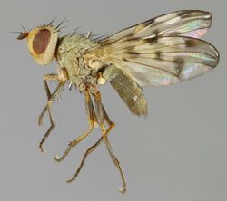 Melieria cana, Ynys saltmarsh, North Wales, June 2014 (17709243716).jpg