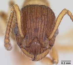 Myrmica pinetorum casent0104883 head 1.jpg