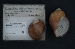 Naturalis Biodiversity Center - RMNH.MOL.198045 - Acanthina monodon (Pallas, 1774) - Muricidae - Mollusc shell.jpeg