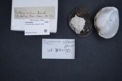 Naturalis Biodiversity Center - RMNH.MOL.326143 1 - Fusconaia askewi (Marsh, 1896) - Unionidae - Mollusc shell.jpeg