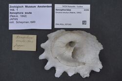 Naturalis Biodiversity Center - ZMA.MOLL.337163 - Onustus exutus (Reeve, 1842) - Xenophoridae - Mollusc shell.jpeg