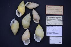 Naturalis Biodiversity Center - ZMA.MOLL.395961 - Amphidromus palaceus (Mousson, 1848) - Camaenidae - Mollusc shell.jpeg