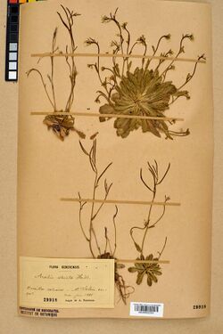Neuchâtel Herbarium - Arabis scabra - NEU000022554.jpg