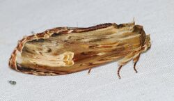 Notodontid Moth (Lirimiris meridionalis) (25628743677).jpg