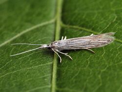 Orthographis brevipalpella (40768951392).jpg
