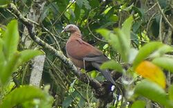 Pale-capped Pigeon (cropped).jpg